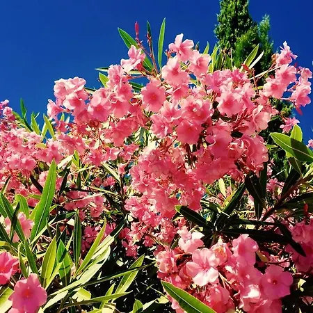 Domaine De L'aufrene Bed and breakfast 3*